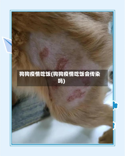狗狗疫情吃饭(狗狗疫情吃饭会传染吗)-第3张图片