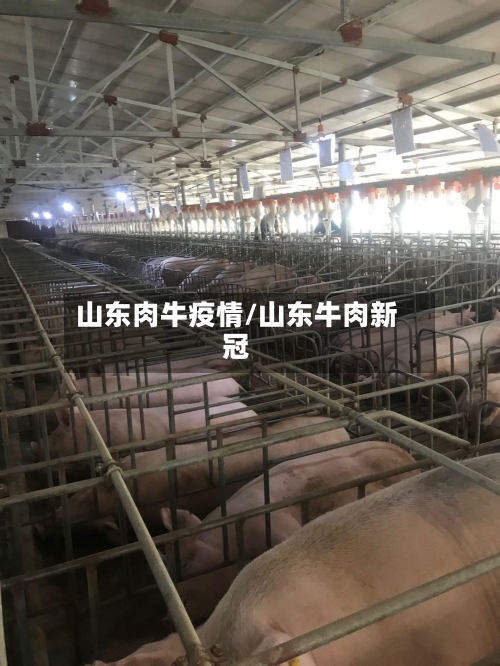 山东肉牛疫情/山东牛肉新冠-第3张图片