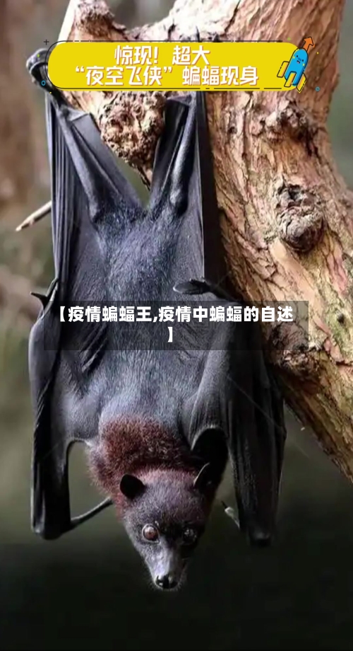 【疫情蝙蝠王,疫情中蝙蝠的自述】