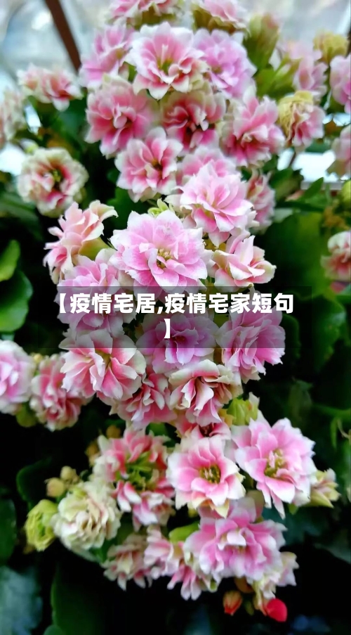 【疫情宅居,疫情宅家短句】