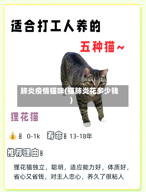 肺炎疫情猫咪(猫肺炎花多少钱)-第3张图片