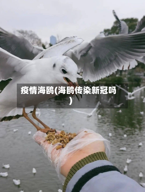 疫情海鸥(海鸥传染新冠吗)-第3张图片