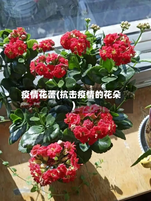 疫情花蕾(抗击疫情的花朵)-第3张图片