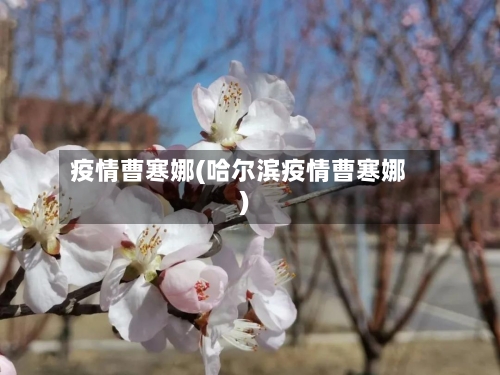 疫情曹寒娜(哈尔滨疫情曹寒娜)