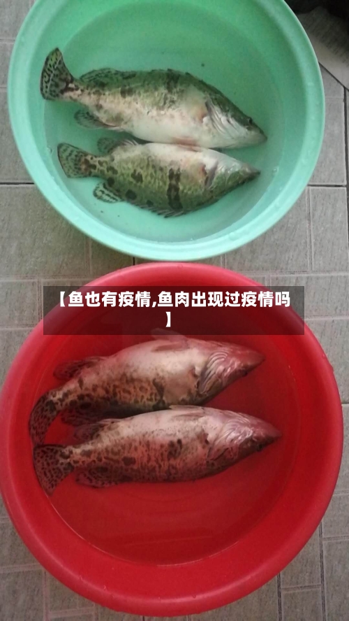 【鱼也有疫情,鱼肉出现过疫情吗】