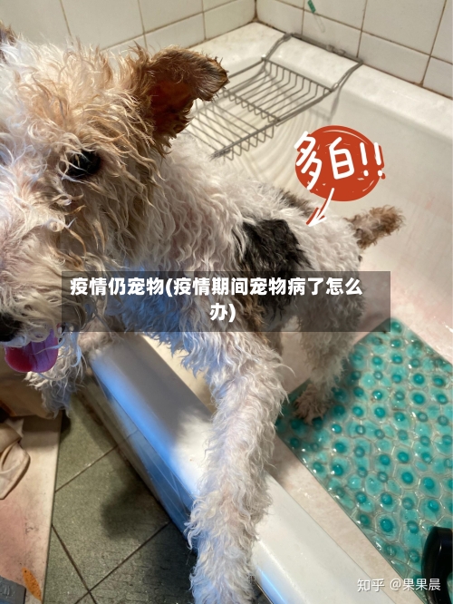 疫情仍宠物(疫情期间宠物病了怎么办)