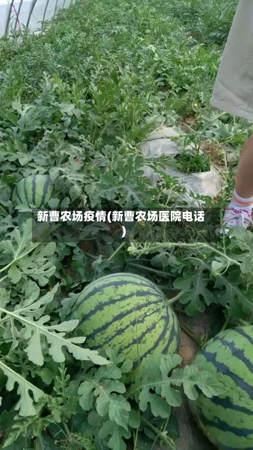 新曹农场疫情(新曹农场医院电话)-第2张图片