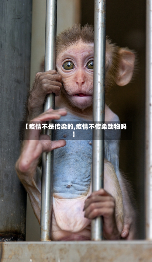 【疫情不是传染的,疫情不传染动物吗】-第2张图片
