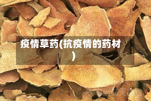 疫情草药(抗疫情的药材)-第2张图片