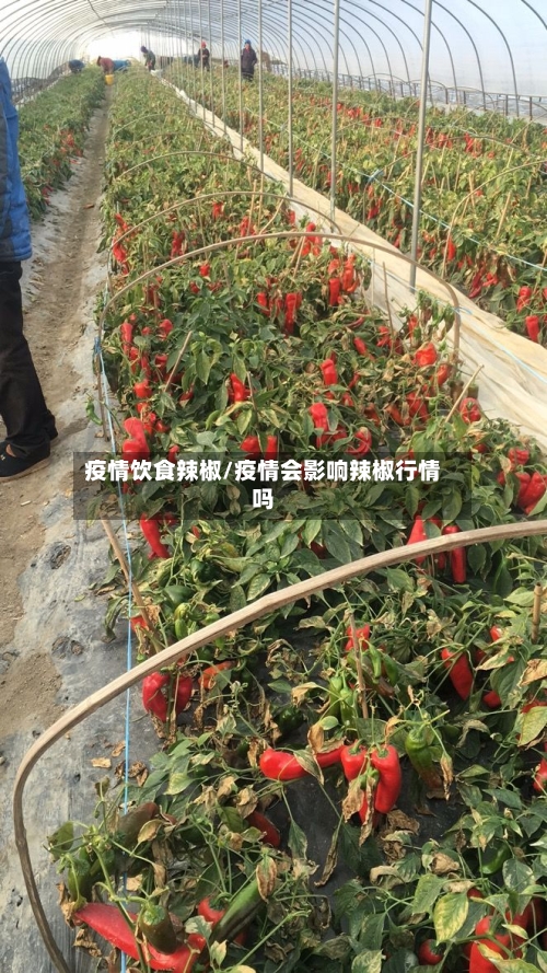 疫情饮食辣椒/疫情会影响辣椒行情吗-第2张图片
