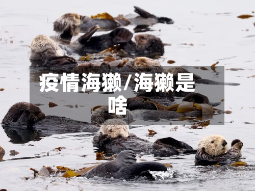 疫情海獭/海獭是啥