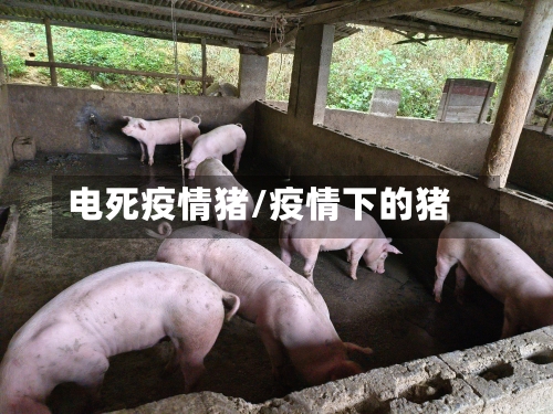 电死疫情猪/疫情下的猪-第3张图片