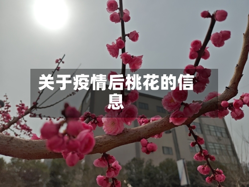 关于疫情后桃花的信息-第2张图片