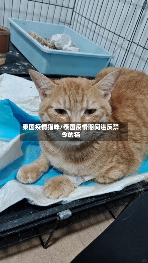 泰国疫情猫咪/泰国疫情期间违反禁令的猫