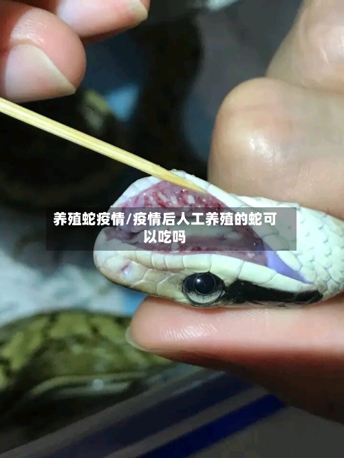 养殖蛇疫情/疫情后人工养殖的蛇可以吃吗