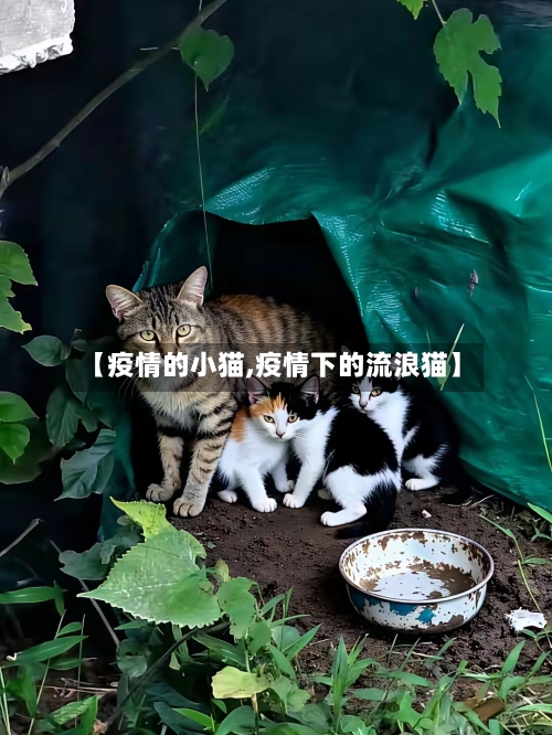【疫情的小猫,疫情下的流浪猫】